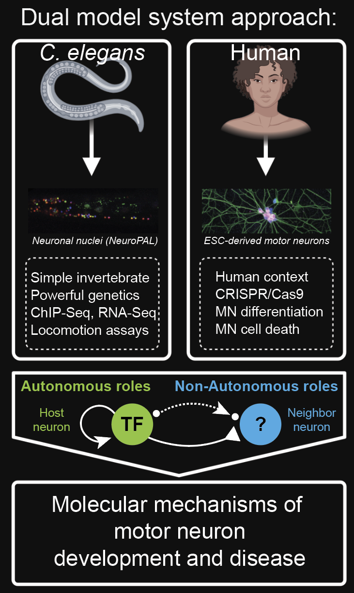smith lab schematic invert 2